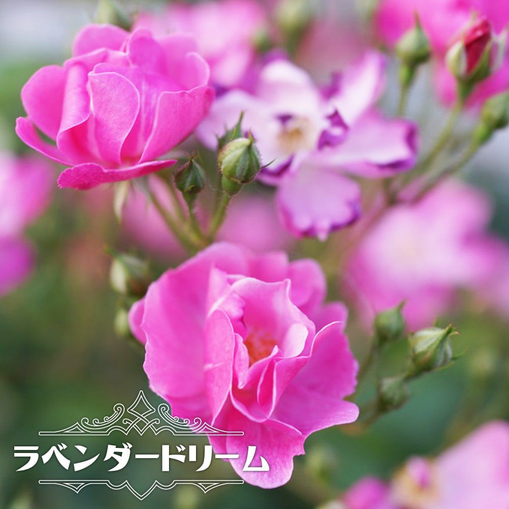 000000000605-01.jpg?size=m&w=