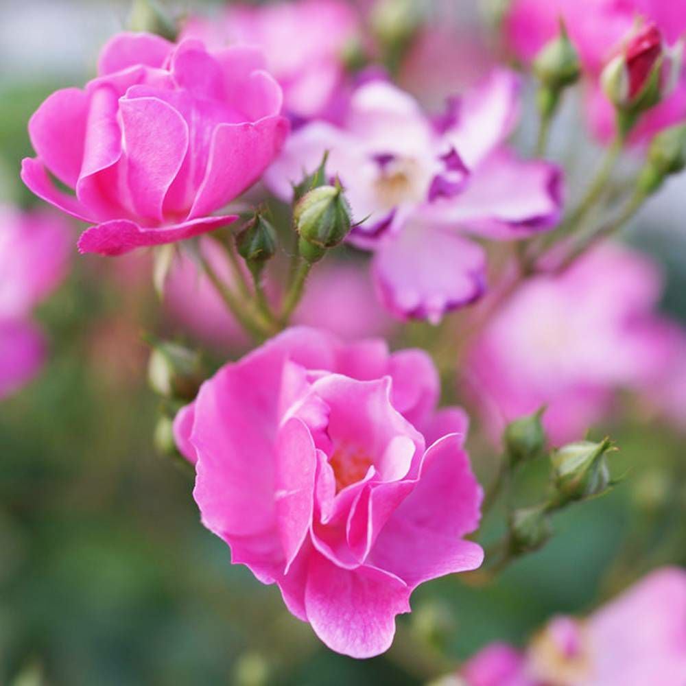 000000000605-07.jpg?size=l&w=