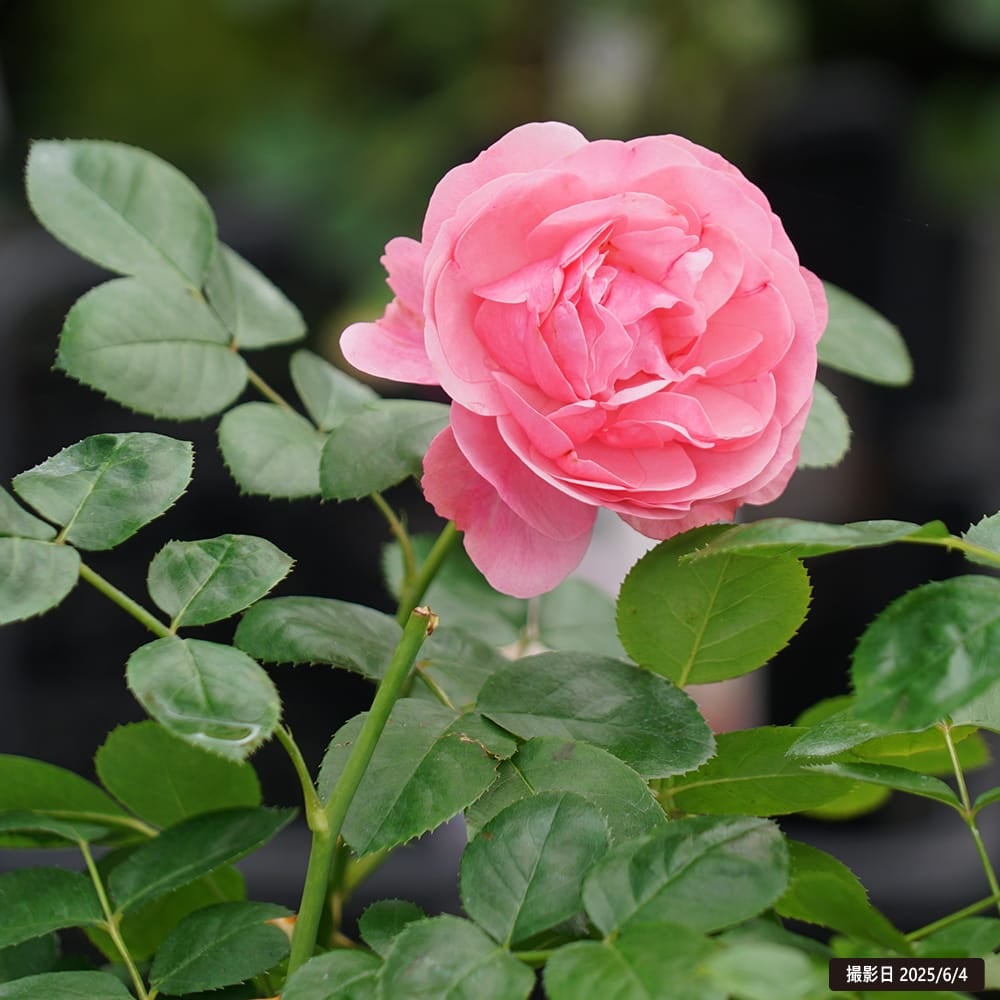 000000000609-07.jpg?size=l&w=