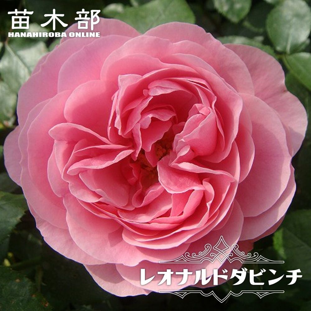 バラ苗 バラ1年生新苗の苗木販売 通販 苗木部 By 花ひろばオンライン