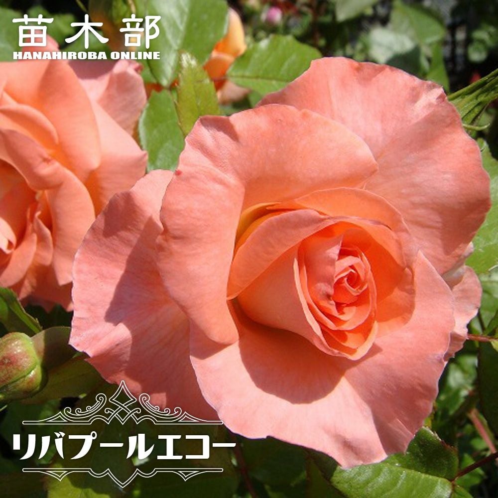 リバプールエコー 超超大株 バラ 薔薇 イングリッシュローズ 000000000613-01.jpg?size=l&w=