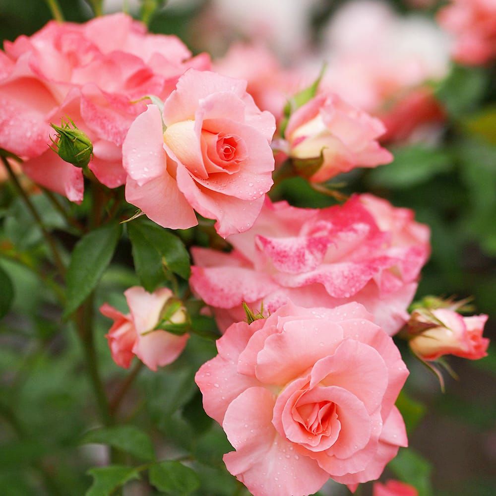 000000000615-02.jpg?size=l&w=