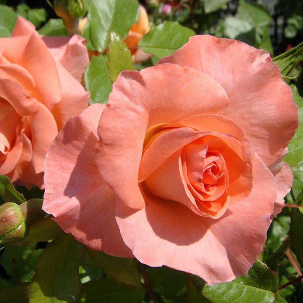 リバプールエコー 超超大株 バラ 薔薇 イングリッシュローズ 000000000615-08.jpg?size=l&w=