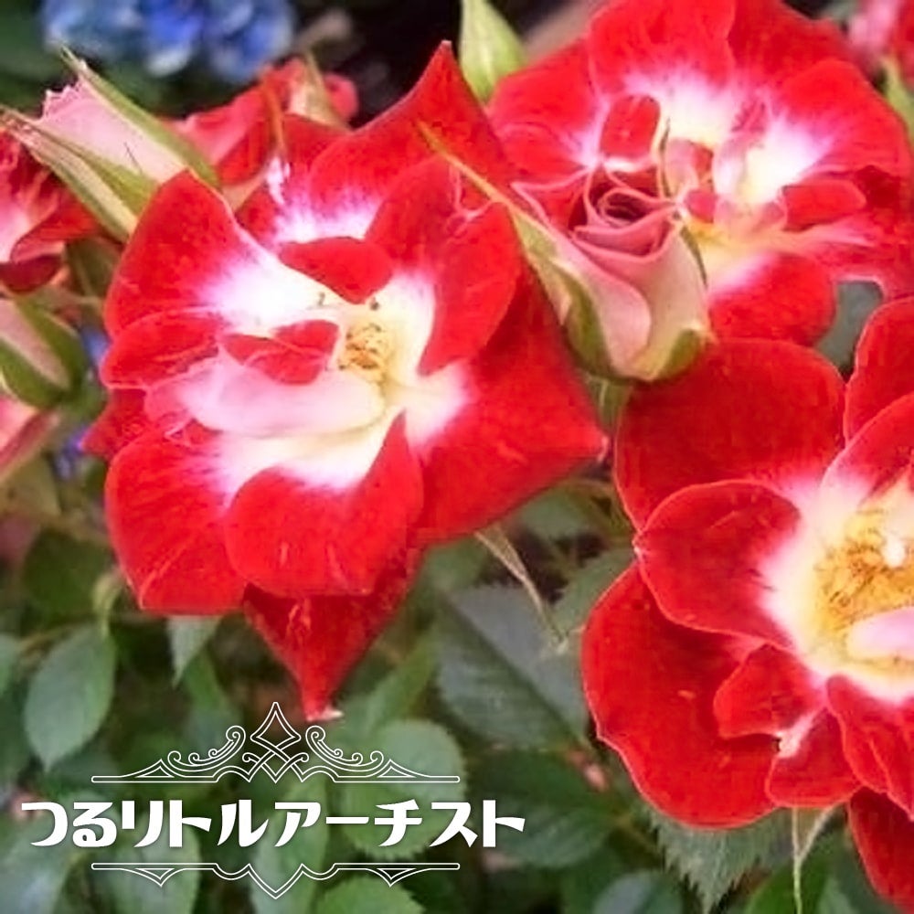 000000000617-01.jpg?size=l&w=