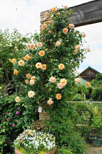 000000000619-06.jpg?size=l&w=