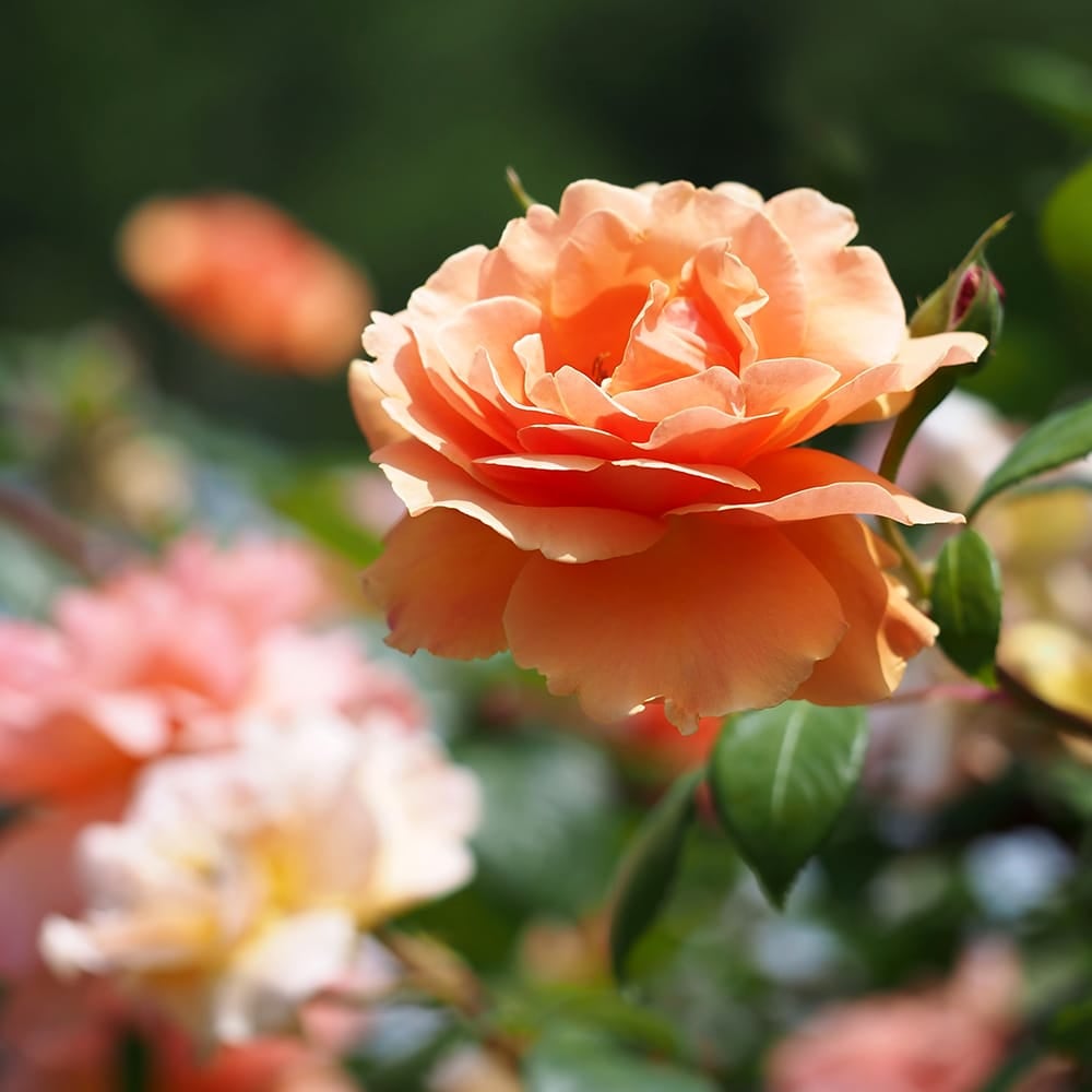 バラ ロイヤルサンセット LCl ラージフラワードクライマー （つるバラ