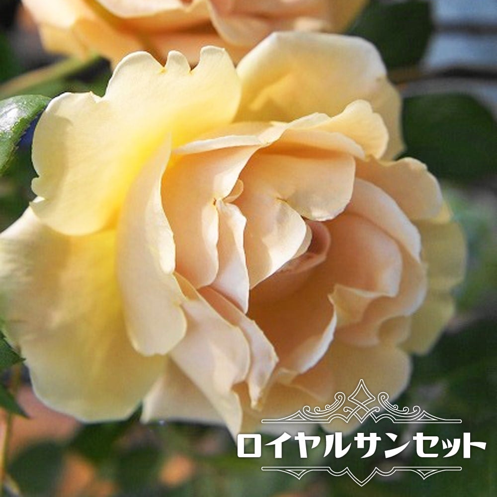 000000000620-01.jpg?size=l&w=