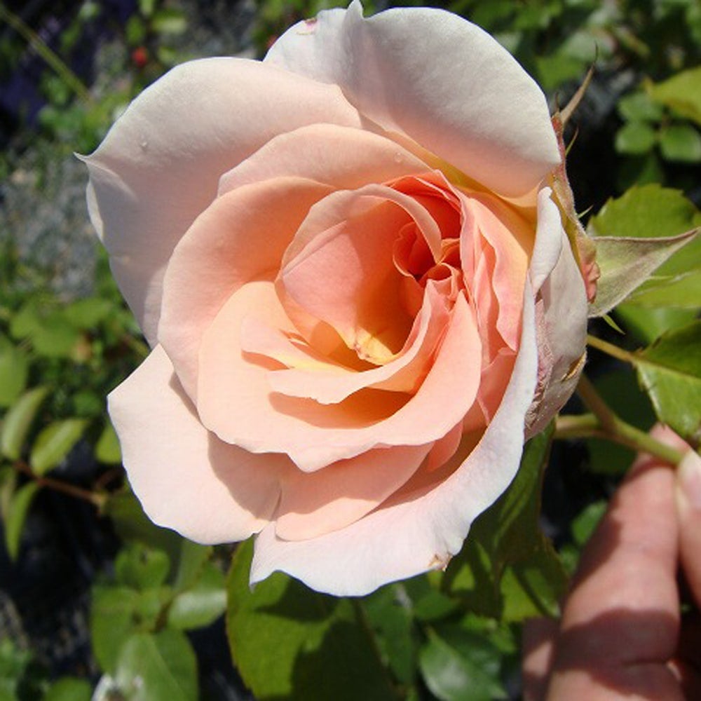 000000000624-02.jpg?size=l&w=