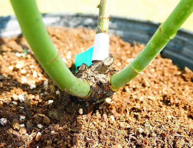 バラ ロココ CL クライミング (つるバラ) 苗 おすすめ 苗木部 By 花