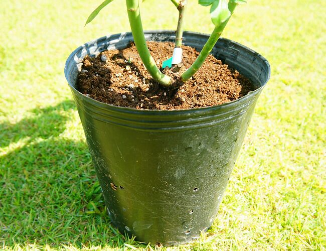 バラ ロココ CL クライミング (つるバラ) 苗 おすすめ 苗木部 By 花