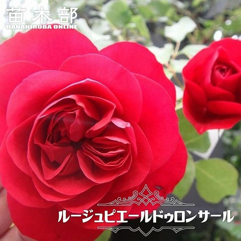 バラ ルージュピエールドゥロンサール S シュラブ （半つるバラ） 苗 