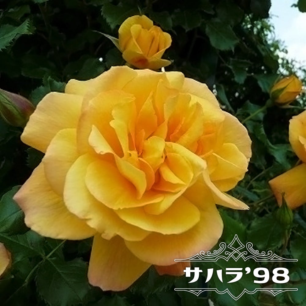 000000000628-01.jpg?size=l&w=
