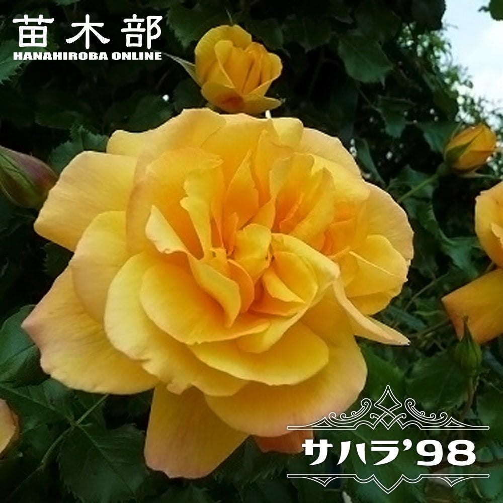000000000629-01.jpg?size=m&w=
