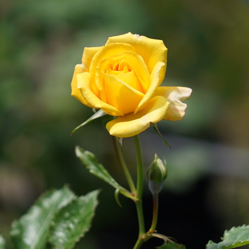 バラ サハラ'98 CL クライミング (つるバラ) 苗 通販 苗木部 By 花