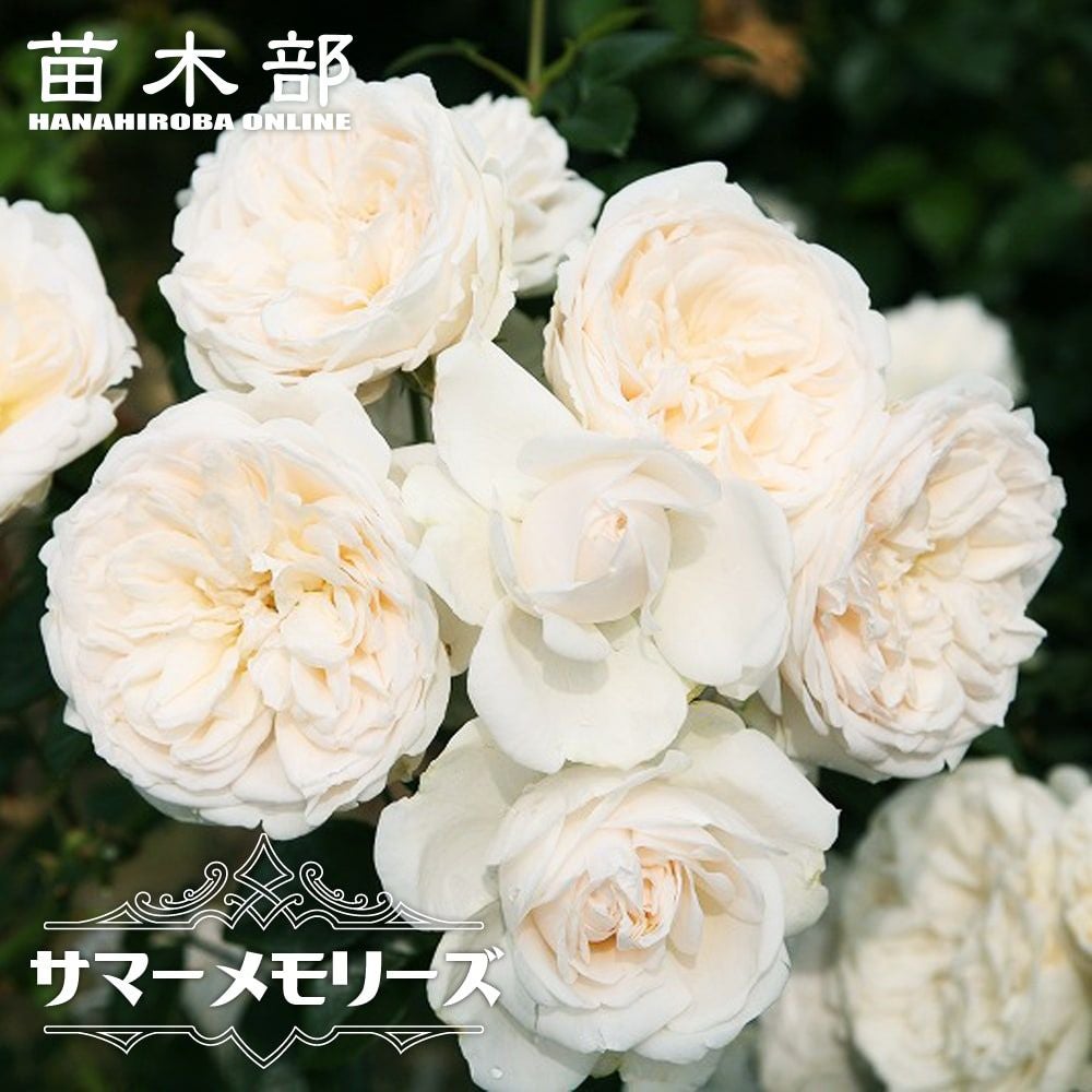 バラ サマーメモリーズ S シュラブ （半つるバラ） 苗 販売 苗木部