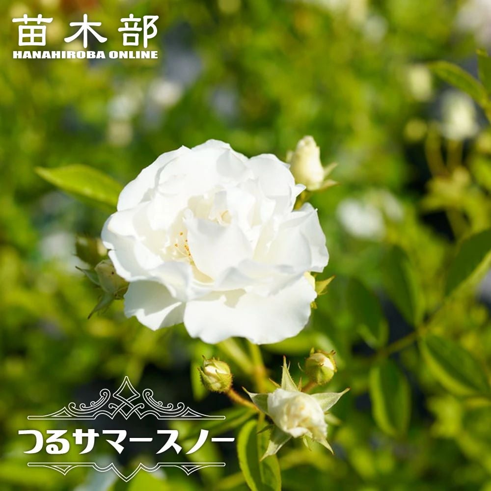 バラ つるサマースノー ClF クライミングフロリバンダ（つるバラ） 苗