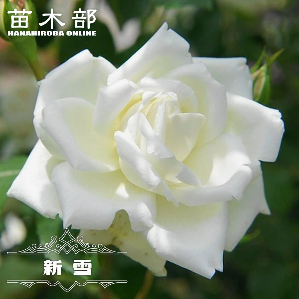 000000000639-01.jpg?size=l&w=