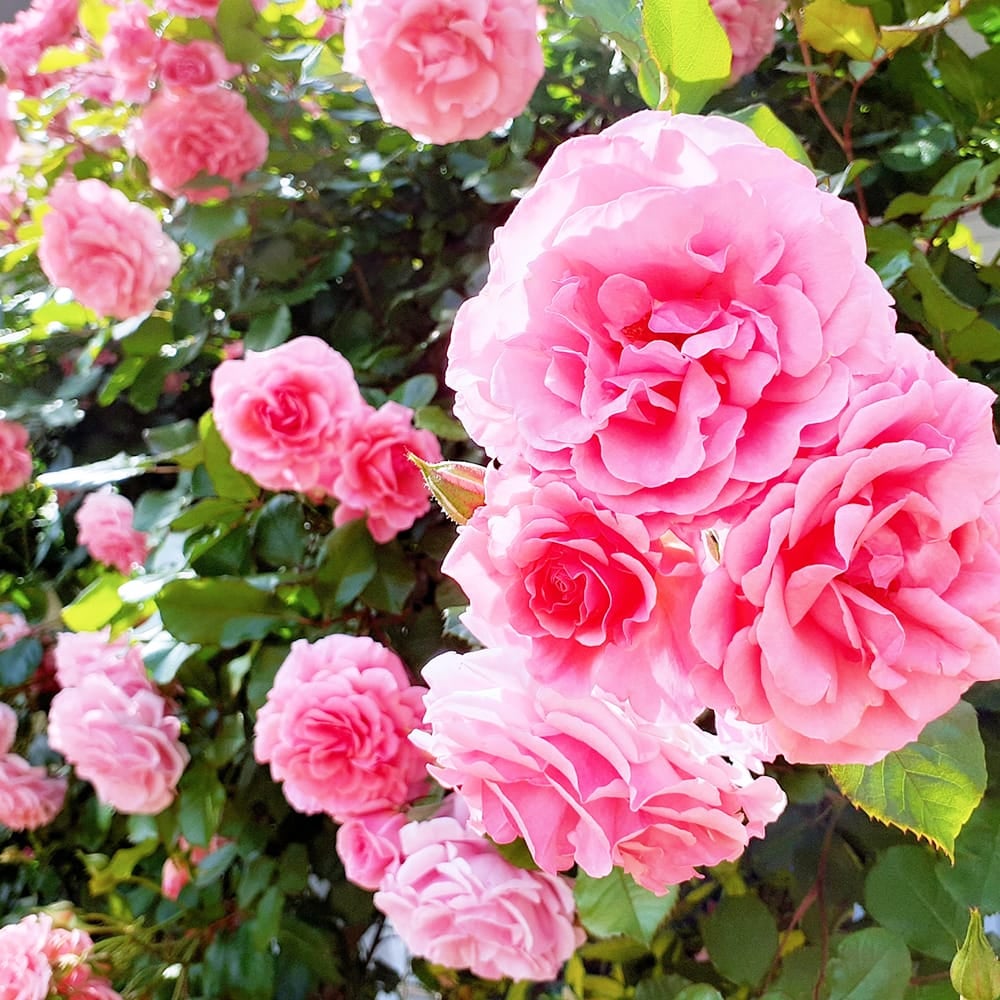 バラ スパニッシュビューティー LCl ラージフラワードクライマー