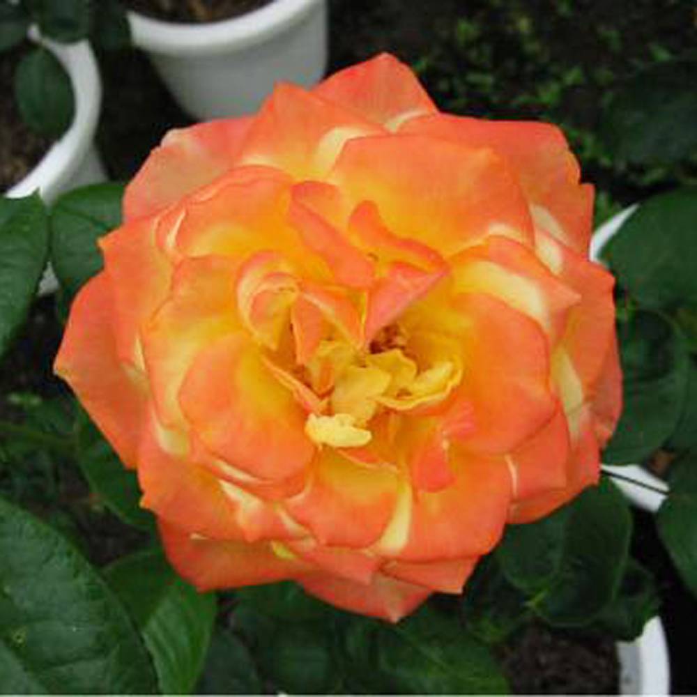 バラ スペクトラ LCl ラージフラワードクライマー （つるバラ）の通販