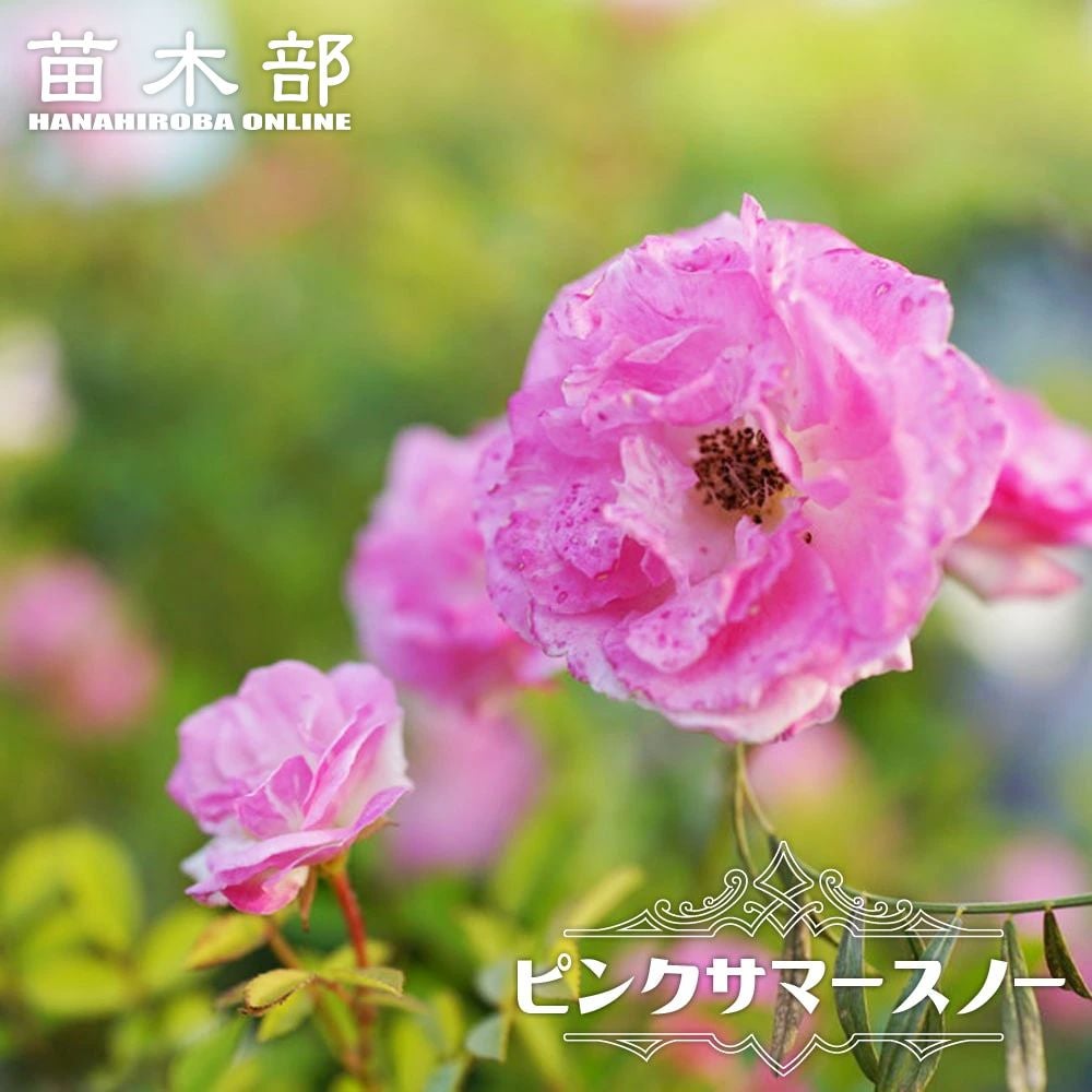 000000000648-01.jpg?size=l&w=