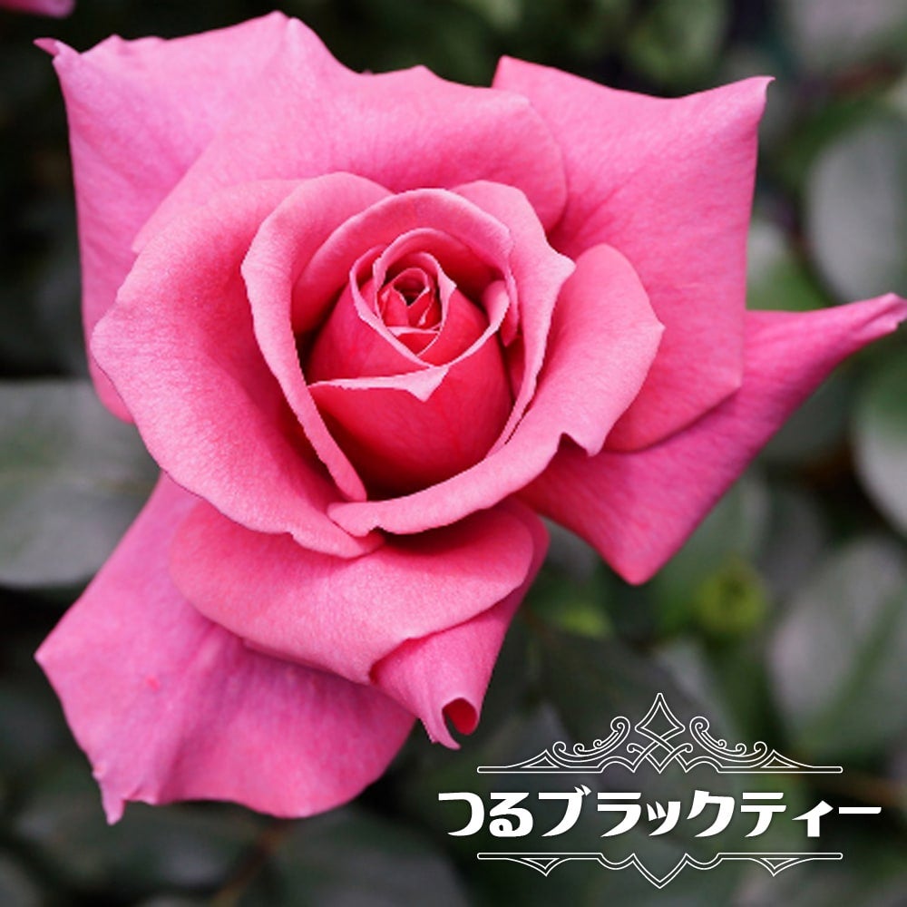 000000000653-01.jpg?size=l&w=