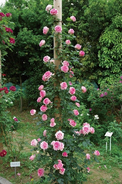 000000000657-02.jpg?size=l&w=