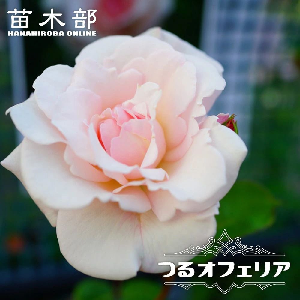 000000000661-01.jpg?size=l&w=