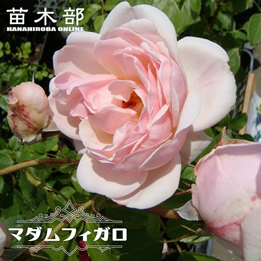 バラ マダムフィガロ 苗 販売 苗木部 By 花ひろばオンライン