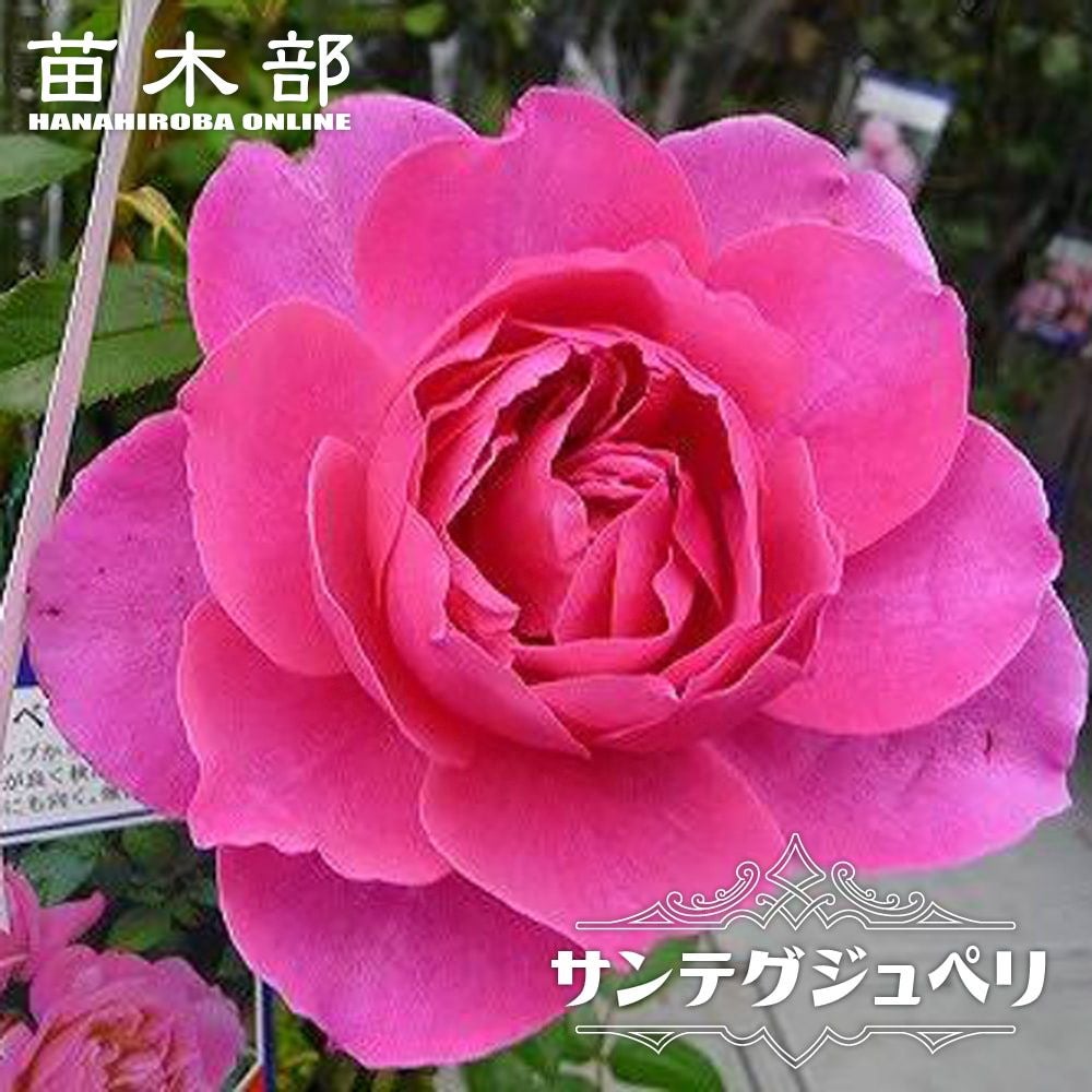 000000000695-01.jpg?size=l&w=