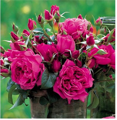 バラ サンテグジュペリ 苗 販売 苗木部 By 花ひろばオンライン