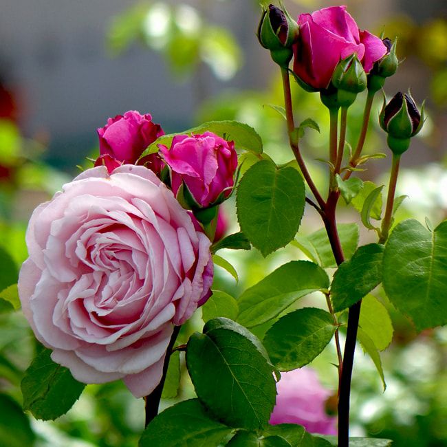 000000000696-02.jpg?size=l&w=