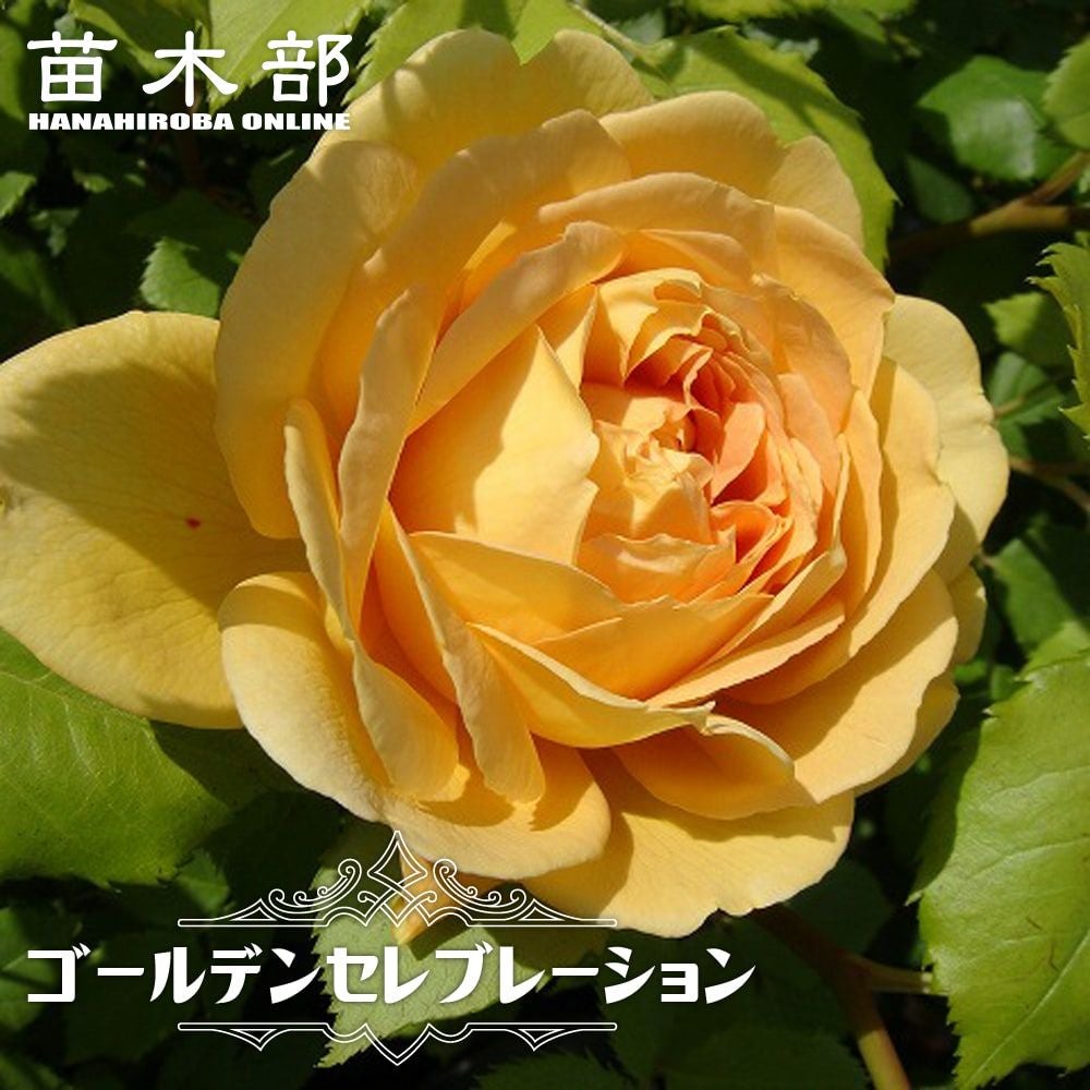 000000000709-01.jpg?size=l&w=