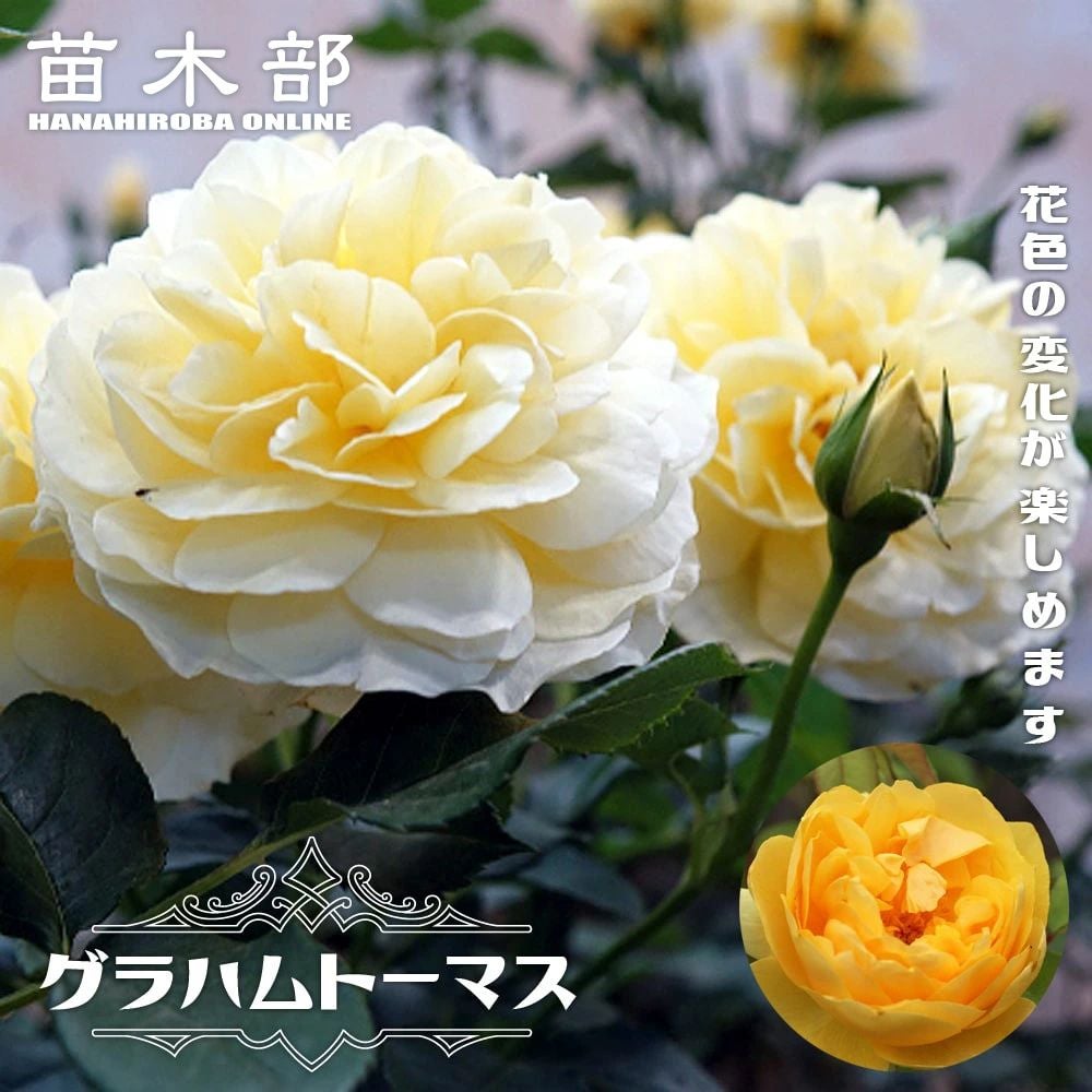 000000000710-01.jpg?size=l&w=