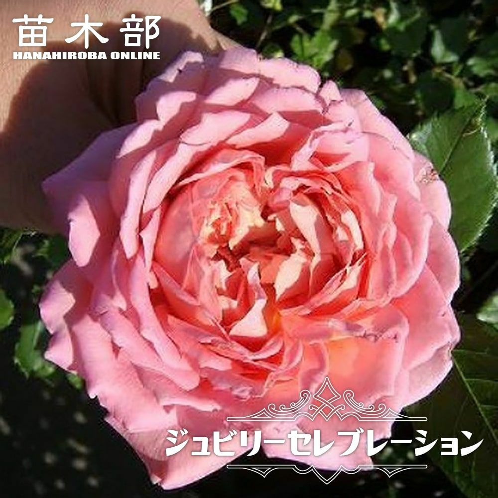 バラ苗切りバラ苗。grand jubil♡♡バラ バラ ジュビリーセレブレーション CL クライミング (つるバラ) 苗 販売