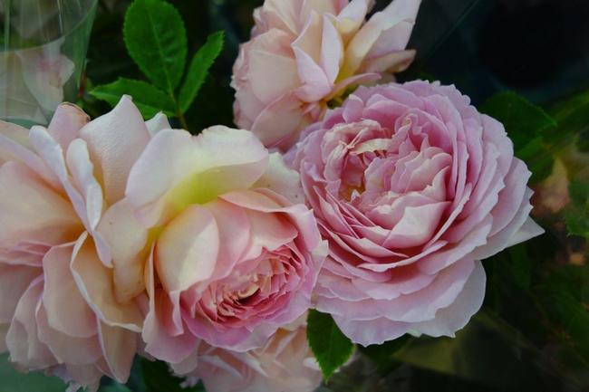 000000000716-05.jpg?size=l&w=