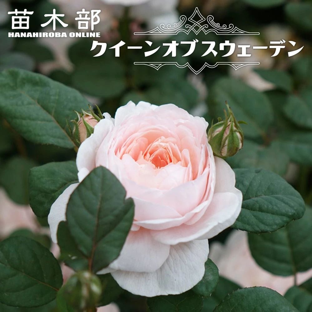 バラ ファビュラス！ FL フロリバンダ 苗 販売 苗木部 By 花ひろば