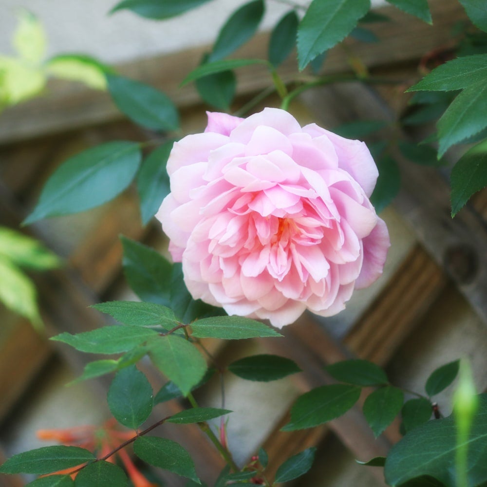 バラ メアリー ディレイニー S シュラブ （半つるバラ） 苗 販売 苗木部