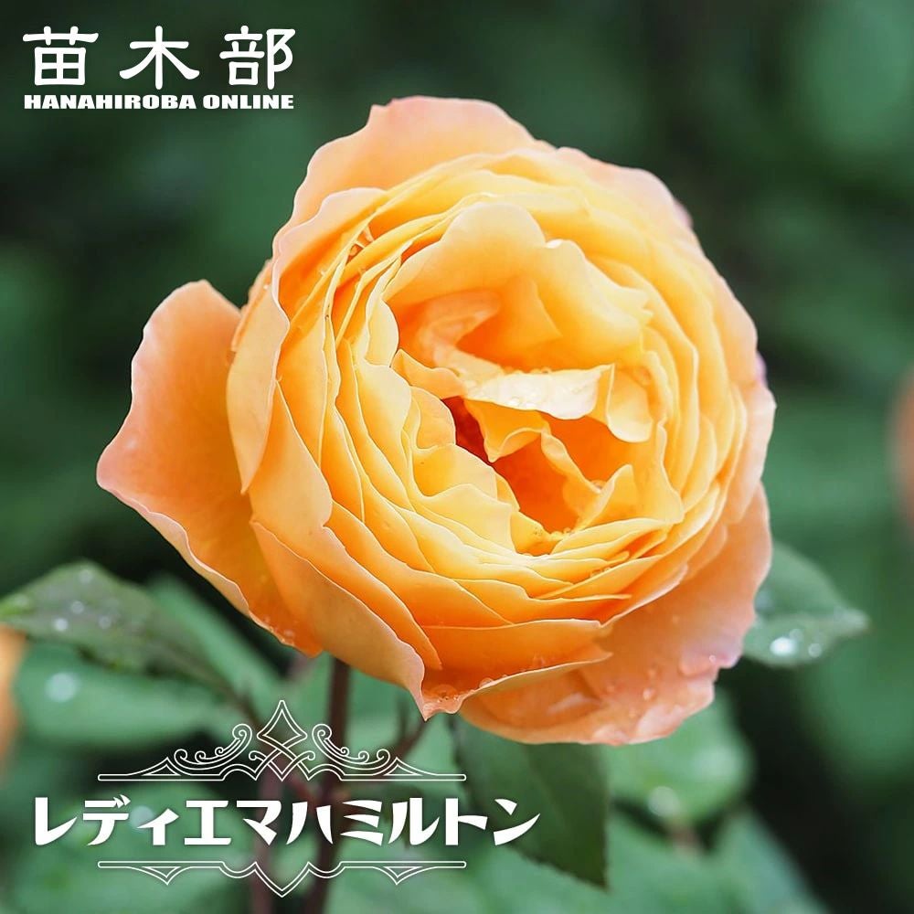 バラ レディエマハミルトン 苗 販売 苗木部 By 花ひろばオンライン