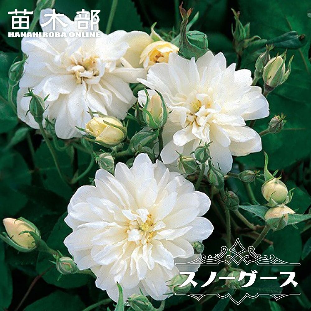 000000000736-01.jpg?size=l&w=