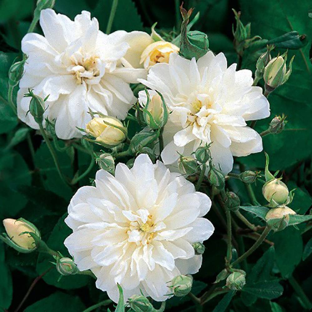 000000000736-05.jpg?size=l&w=