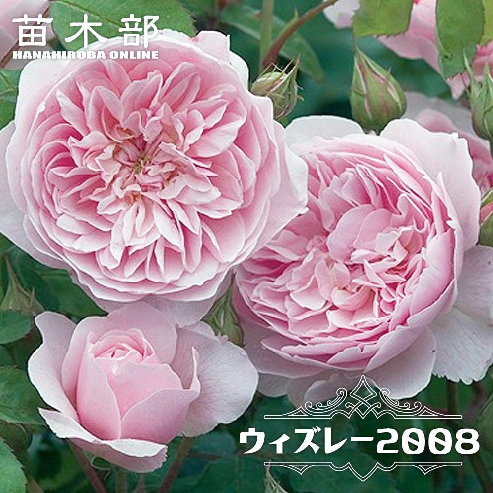 廃盤品種　ウィズレー　バラ苗 バラ ウィズレー2008 苗 販売 苗木部 By 花ひろばオンライン