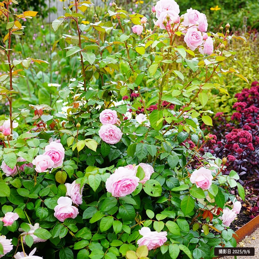 サエラ風 レース バスケット ハンドメイド 薔薇 ローズ 000000000740-02.jpg?size=l&w=