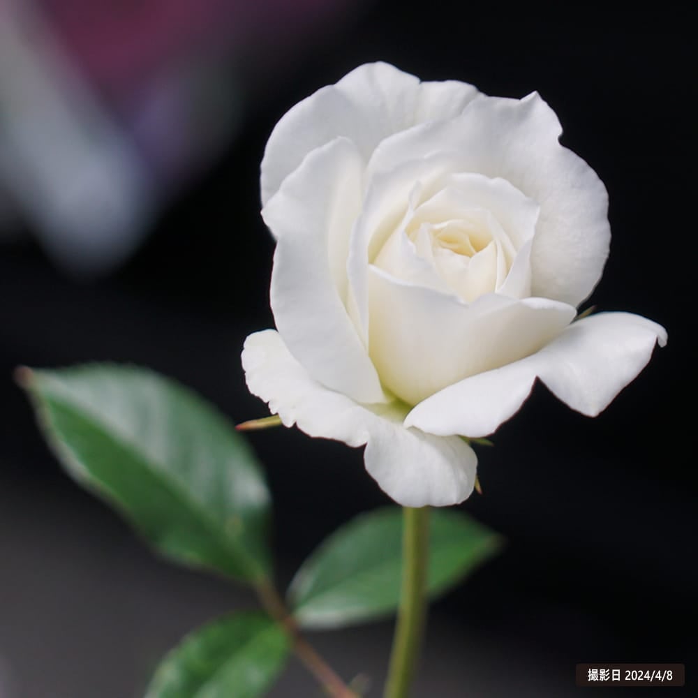 000000000744-02.jpg?size=l&w=