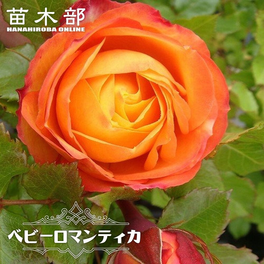 バラ ベビーロマンティカ FL フロリバンダ 苗 販売 苗木部 By 花ひろば