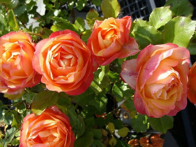 000000000752-03.jpg?size=l&w=