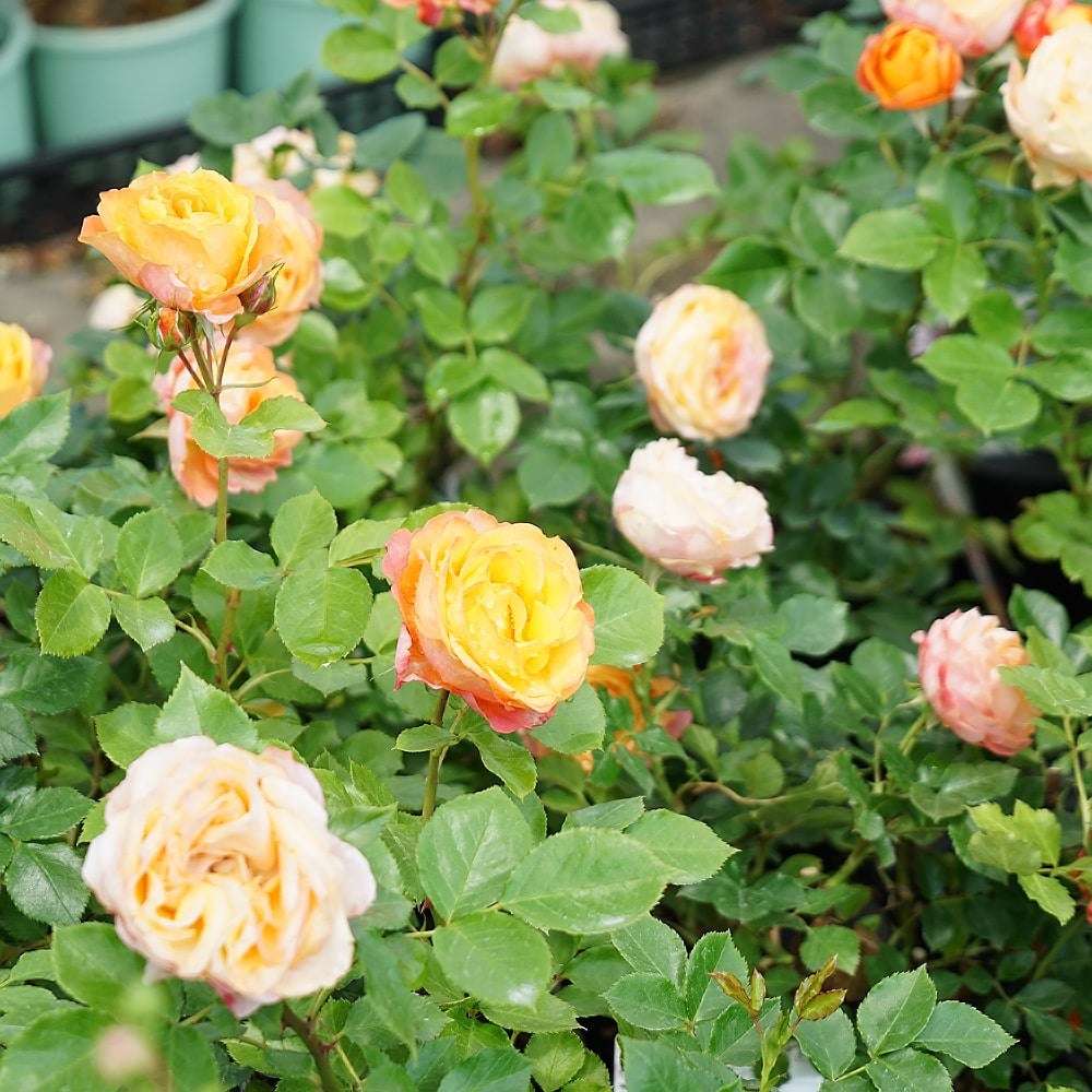 バラ ベビーロマンティカ FL フロリバンダ 苗 販売 苗木部 By 花ひろば