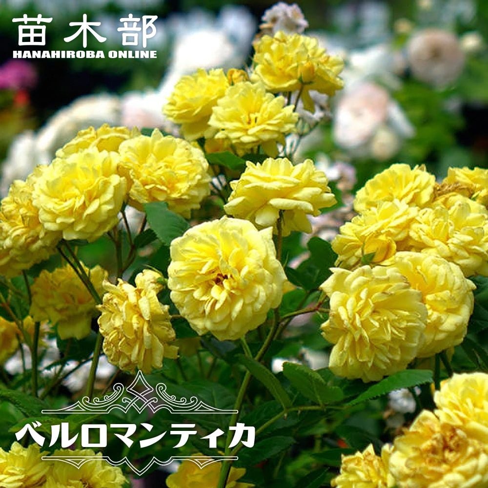 000000000754-01.jpg?size=l&w=
