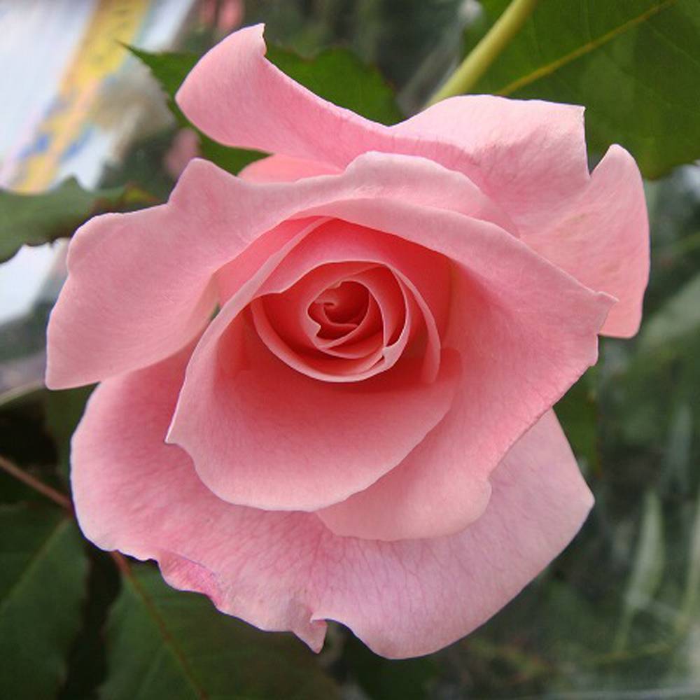 ＊taiju_0818様確認用＊ばら苗 バラ苗 挿し木苗　薄ピンク 000000000759-07.jpg?size=l&w=