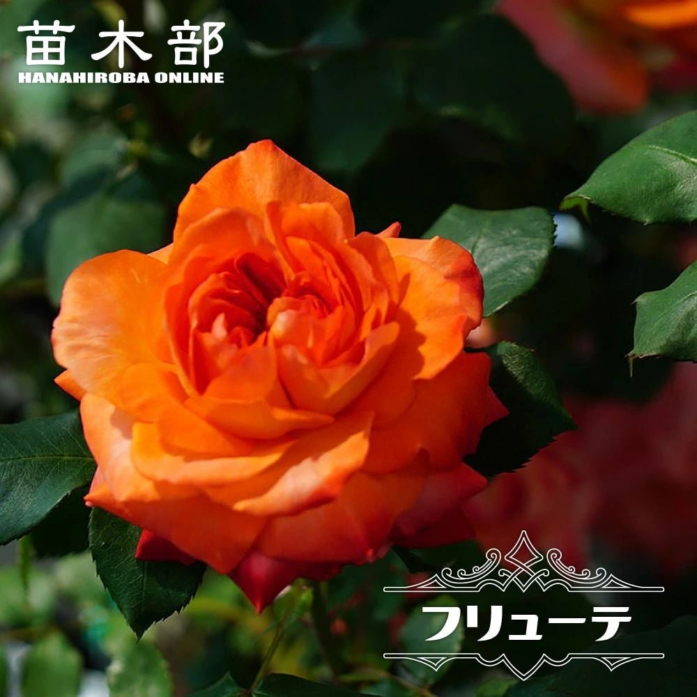 Orange rom鮮やかなオレンジ色の大輪。花もちが良く、丈夫で育てやすい