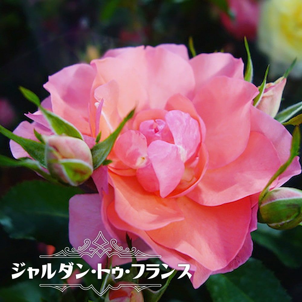 バラ ジャルダンドゥフランス FL フロリバンダの通販 苗木部 By 花